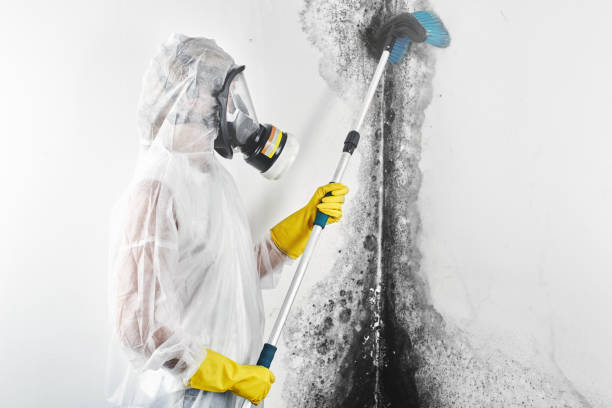 Best Post-Construction Mold Inspection  in Callahan, FL