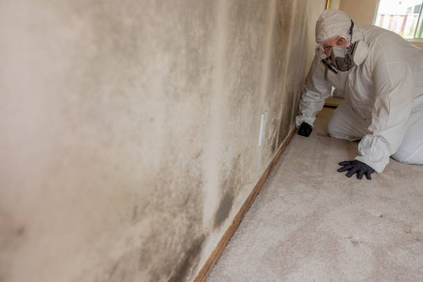 Best Emergency Mold Remediation  in Callahan, FL